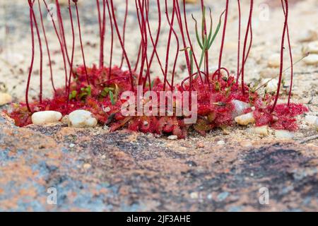 Groupe de quelques Sundows (une plante carnivore du genre Drosera) vu sur le plateau de Bokkeveld près de Nieuwoudtville, Cap nord de l'Afrique du Sud Banque D'Images