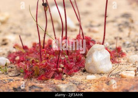 Drosera sp. Avec rosettes rouges et petite pierre blanche vue sur le plateau de Bokkeveld près de la ville de Nieuwoudtville en Afrique du Sud Banque D'Images