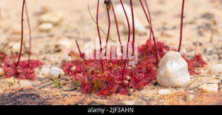 Gros plan d'une rosette d'un Sundew (Drosera sp.) avec une pierre vue sur le plateau de Bokkeveld dans le Cap Nord de l'Afrique du Sud Banque D'Images