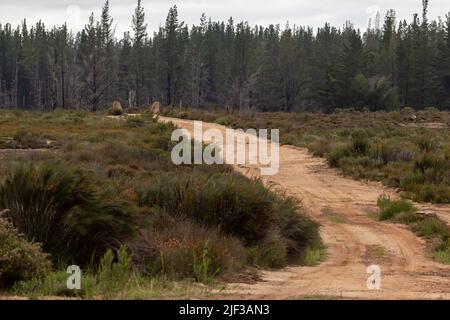 Route non goudronnée avec arbres en arrière-plan près de Nieuwoudtville, dans le Cap Nord de l'Afrique du Sud Banque D'Images