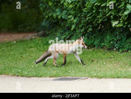 Potsdam, Allemagne. 29th juin 2022. Un renard court dans le parc du palais de Sanssouci. Credit: Annette Riedl/dpa/ZB/dpa/Alay Live News Banque D'Images
