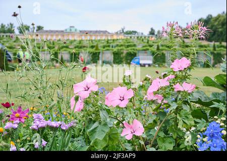 Potsdam, Allemagne. 29th juin 2022. Des fleurs colorées se trouvent devant le palais de Sanssouci. Credit: Annette Riedl/dpa/Alay Live News Banque D'Images