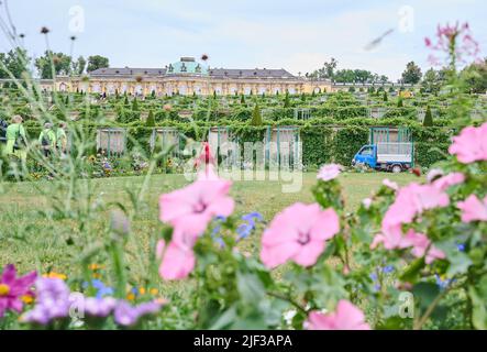 Potsdam, Allemagne. 29th juin 2022. Des fleurs colorées se trouvent devant le palais de Sanssouci. Credit: Annette Riedl/dpa/Alay Live News Banque D'Images