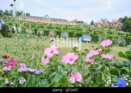 Potsdam, Allemagne. 29th juin 2022. Des fleurs colorées se trouvent devant le palais de Sanssouci. Credit: Annette Riedl/dpa/Alay Live News Banque D'Images