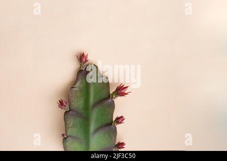 Feuille d'Epiphyllum avec boutons floraux, isolée sur fond beige. Banque D'Images