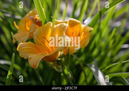 Jaune orangé Hemerocallis 'quarante carats' (Daylyly), beaucoup de fleurs contre le soleil du matin Banque D'Images