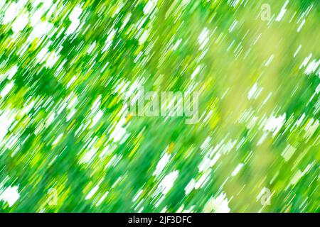 Feuilles vertes dans un arrière-plan flou abstrait de forêt. Feuilles floues sur l'arbre dans le jardin. Banque D'Images