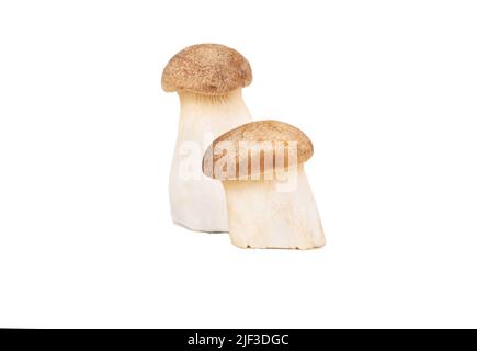 Deux champignons eringi crus isolés sur fond blanc Banque D'Images