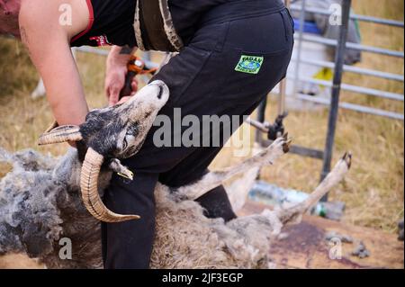 Potsdam, Allemagne. 29th juin 2022. Shearer Jens Gebert cisaille un des moutons du Gotland dans le parc du palais de Sanssouci. Credit: Annette Riedl/dpa/Alay Live News Banque D'Images