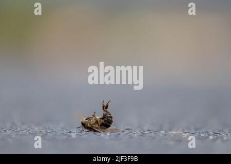 L'abeille morte au sol empoisonnée ou infectée par la maladie de varroa-acariens ou les insecticides tue les organismes bénéfiques et constitue un danger mondial pour le pollinate Banque D'Images