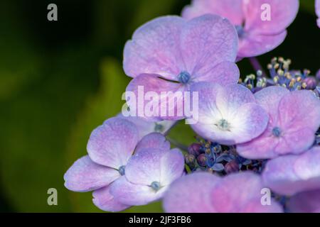 Les fleurs bleues tendres avec une mise au point sélective comme foyer avant et un fond vert flou montrent la fragilité de la beauté naturelle paysage idyllique de jardin Banque D'Images