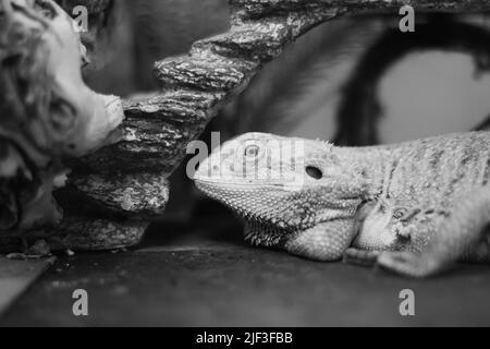 Un lézard d'animal de compagnie qui pendait dans sa cage près d'une bûche en noir et blanc. Banque D'Images