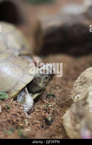 Super mignon animal tortue rampant autour de sa cage. Banque D'Images