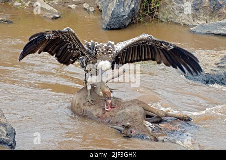 Ruppells Griffon Vulture (Gyps rueppelli) se nourrissant d'un Wildebeest mort dans la rivière Mara, au Kenya. Banque D'Images