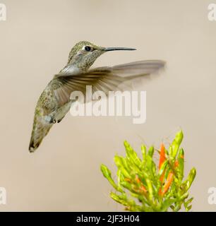 Colibri à chiné noir (Archilochus alexandri) femelle. Phoenix, Arizona, États-Unis. Banque D'Images