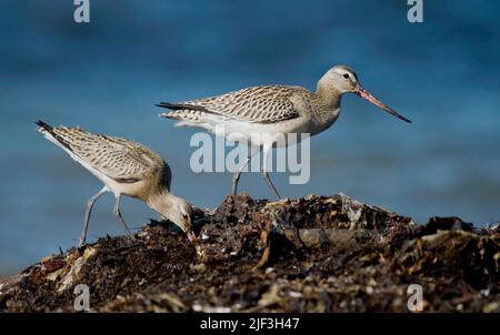 Paire de Godwits à queue de bar, Limosa lapponica, de Revtangen, Norvège occidentale en septembre. Banque D'Images