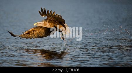 Un aigle à queue blanche adulte (Haliaeetus albicilla) a attrapé un maqurell. Photo de FlaTanger Banque D'Images