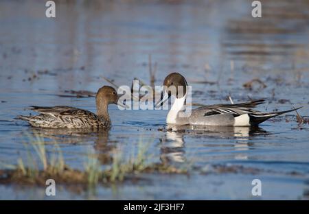 Paire de Canards pilets, Anas acuta, du lac Hornborga, la Suède. Banque D'Images