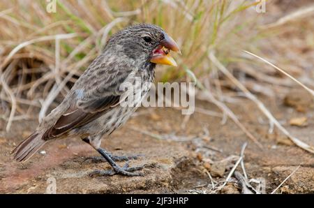 Grand Ground-finch (Geospiza magirostris) de Santiago, Galapagos. Banque D'Images