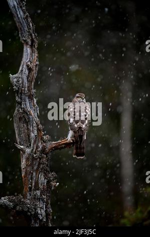 Sparrowhawk eurasien, Accipiter nisus, de Dalen, Telemark, Norvège, Photographié comme la première neige de l'année tombe au début d'octobre. Banque D'Images