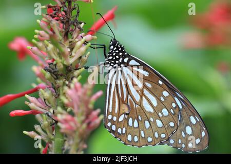 Papillon en tweed bleu à pois (tigre bleu), un beau papillon coloré installé sur la fleur rouge dans le jardin Banque D'Images