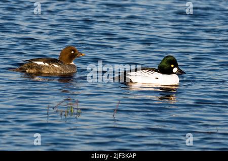 Paire de Goldeneye commun (Bucephala clangula) du lac Hornborga, Suède. Banque D'Images