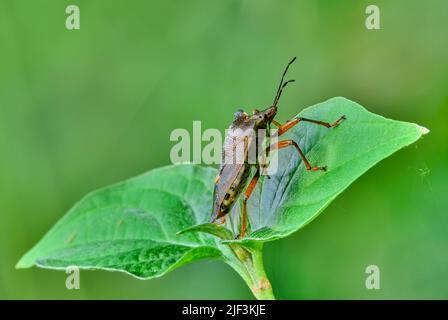 Picromerus bidens, la coccinelle ou la punaise assise sur une feuille. Vue latérale, gros plan. Arrière-plan vert flou, espace de copie. Slovaquie. Banque D'Images