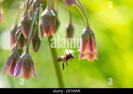 Ail de miel sicilien (Allium sicule Nectaroscordum) - Royaume-Uni Banque D'Images