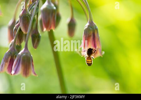 Ail de miel sicilien (Allium sicule Nectaroscordum) - Royaume-Uni Banque D'Images