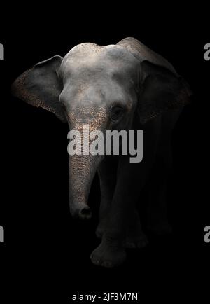 éléphant d'asie debout dans l'obscurité Banque D'Images