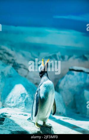 Pingouin Gentoo avec bec ouvert sur fond de neige et de glace Banque D'Images