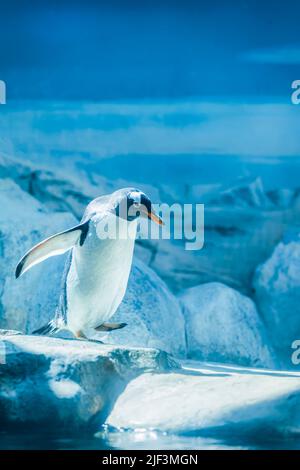 Un manchot gentoo marchant dans la neige avec des ailes étirées en gros plan Banque D'Images