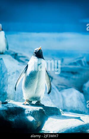 Pingouin solitaire debout au lever du soleil parmi les rochers enneigés Banque D'Images