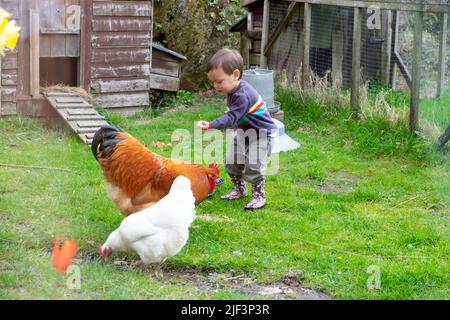 Petit garçon 2 tout-petit enfant nourrissant du grain aux poulets, poule blanche de coq à l'extérieur de la maison de poule au printemps campagne Carmarthenshire pays de Galles Royaume-Uni KATHY DEWITT Banque D'Images