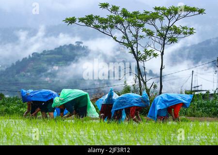 Lalitpur, Népal. 29th juin 2022. Le 29 juin 2022 à Lalitpur, au Népal. Les agriculteurs travaillant dans le champ de paddy plantent des prélèvements de riz pendant la légère pluie, à l'occasion de la journée nationale de paddy. La Journée nationale de Paddy est un festival annuel du Népal qui marque le début de la plantation de riz et l'arrivée de la saison de mousson. (Photo de Abhishek Maharajan/Sipa USA) crédit: SIPA USA/Alay Live News Banque D'Images