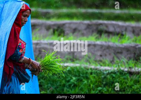 Lalitpur, Népal. 29th juin 2022. Le 29 juin 2022 à Lalitpur, au Népal. Les femmes travaillant dans le paddy Field se préparent à planter des prélèvements de riz pendant la légère pluie à l'occasion de la journée nationale du paddy.la Journée nationale du Paddy est un festival annuel du Népal qui marque le début de la plantation de riz et l'arrivée de la saison de la mousson. (Photo de Abhishek Maharajan/Sipa USA) crédit: SIPA USA/Alay Live News Banque D'Images