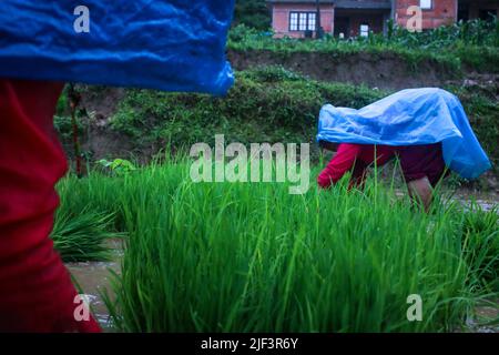 Lalitpur, Népal. 29th juin 2022. Le 29 juin 2022 à Lalitpur, au Népal. Agriculteur travaillant dans le champ de paddy labourer des prélèvements de riz pour le planter pendant la légère pluie, à l'occasion de la journée nationale de paddy.la Journée nationale de Paddy est un festival annuel du Népal qui marque le début de la plantation de riz et l'arrivée de la saison de mousson. (Photo de Abhishek Maharajan/Sipa USA) crédit: SIPA USA/Alay Live News Banque D'Images