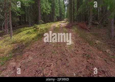 La route dans la forêt avec de nombreux cônes sur le sol. Toten, Norvège. Banque D'Images
