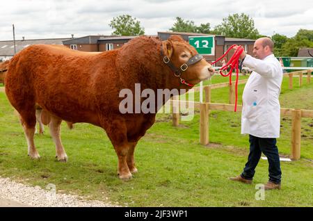 Harrogate, Angleterre, 15 juillet 2021, gros plan d'une grosse taureau de Limousin portant un dos-nu en cuir face du stockman vêtu d'un manteau blanc tenant le Banque D'Images