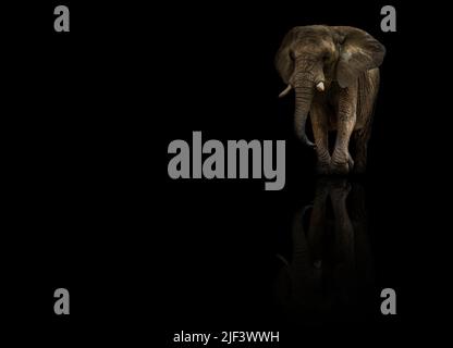 Elekat africain avec réflexion sur fond noir. Énorme, un, éléphant d'afrique. Objet isolé. Le plus grand mammifère sur fond sombre. Banque D'Images