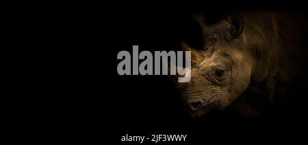 Papier peint rhinocero sur fond noir. Rhinocéros à isolation sur fond noir. Animal africain populaire. Prépaire pour utilisation. Proposition pour le Web, la bannière, le site Web, le travail Banque D'Images