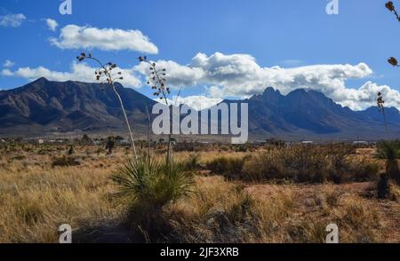 Paysage désertique du Nouveau-Mexique, hautes montagnes en arrière-plan du désert et plantes résistantes à la sécheresse, Nouveau-Mexique Banque D'Images