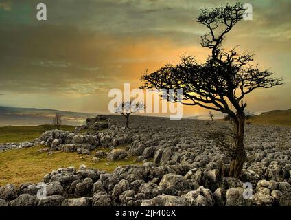 Arbres sans feuilles se tenant le long d'un pavé calcaire dans les Yorkshire Dales. Prise de vue au coucher du soleil Banque D'Images