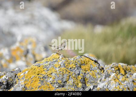 Image de gros plan à droite d'un pré Pipit (Anthus pratensis) tenant de la nourriture dans son bec, debout au milieu d'un Lichen couvert Coastal Rock UK Banque D'Images