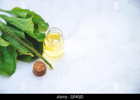 Extrait de plantain dans une petite bouteille. Mise au point sélective. Banque D'Images