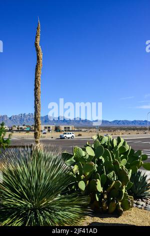 États-Unis, NOUVEAU MEXIQUE - 23 NOVEMBRE 2019 : Opuntia sp. cactus et Yucca sp. En aménagement paysager près d'une route dans une petite ville du Nouveau-Mexique, États-Unis Banque D'Images