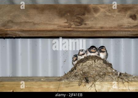 Avalez les poussins dans la grange. Hirundo rustica. Banque D'Images