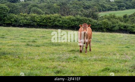 Vache brune sur le terrain, Royaume-Uni, avec espace de copie. Banque D'Images