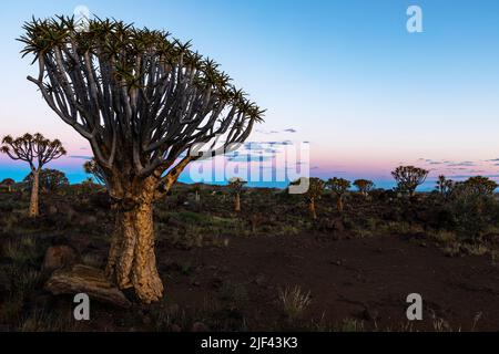 Grand arbre de quiver dans la forêt de quiver Tree après le coucher du soleil Keetmanshoop Namibie Banque D'Images