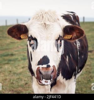 Vache tachetée au nez percé en Normandie, France Banque D'Images